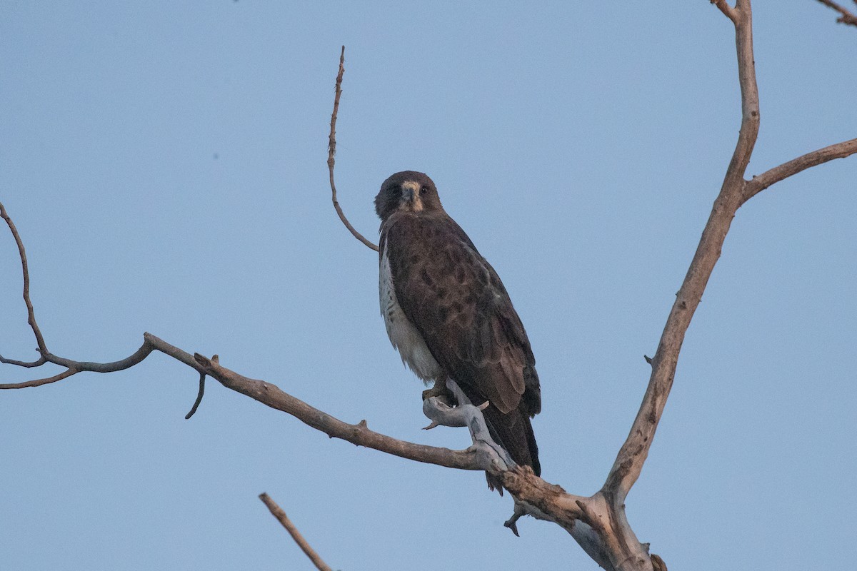 Swainson's Hawk - ML349455571