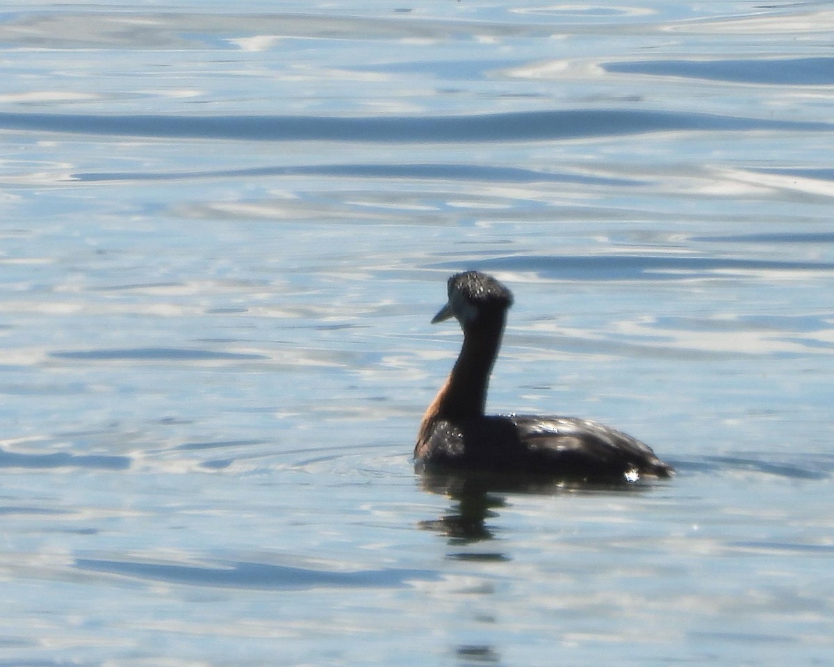 Red-necked Grebe - Kimberly Berry