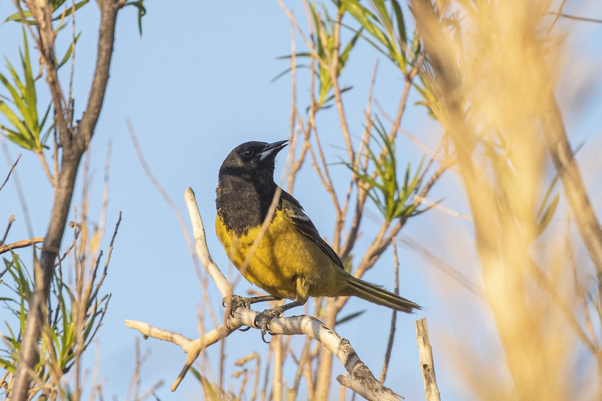 Scott's Oriole - ML349455761