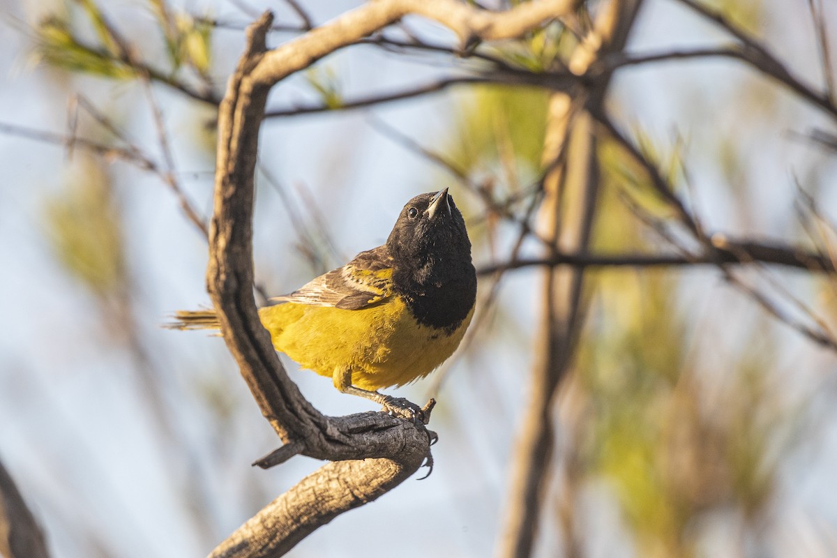 Scott's Oriole - ML349455791