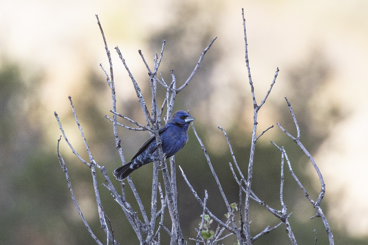 Blue Grosbeak - ML349455831