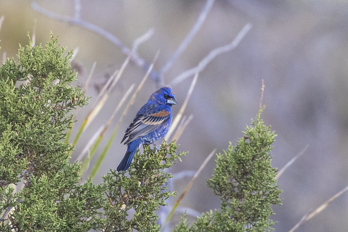 Blue Grosbeak - ML349455841