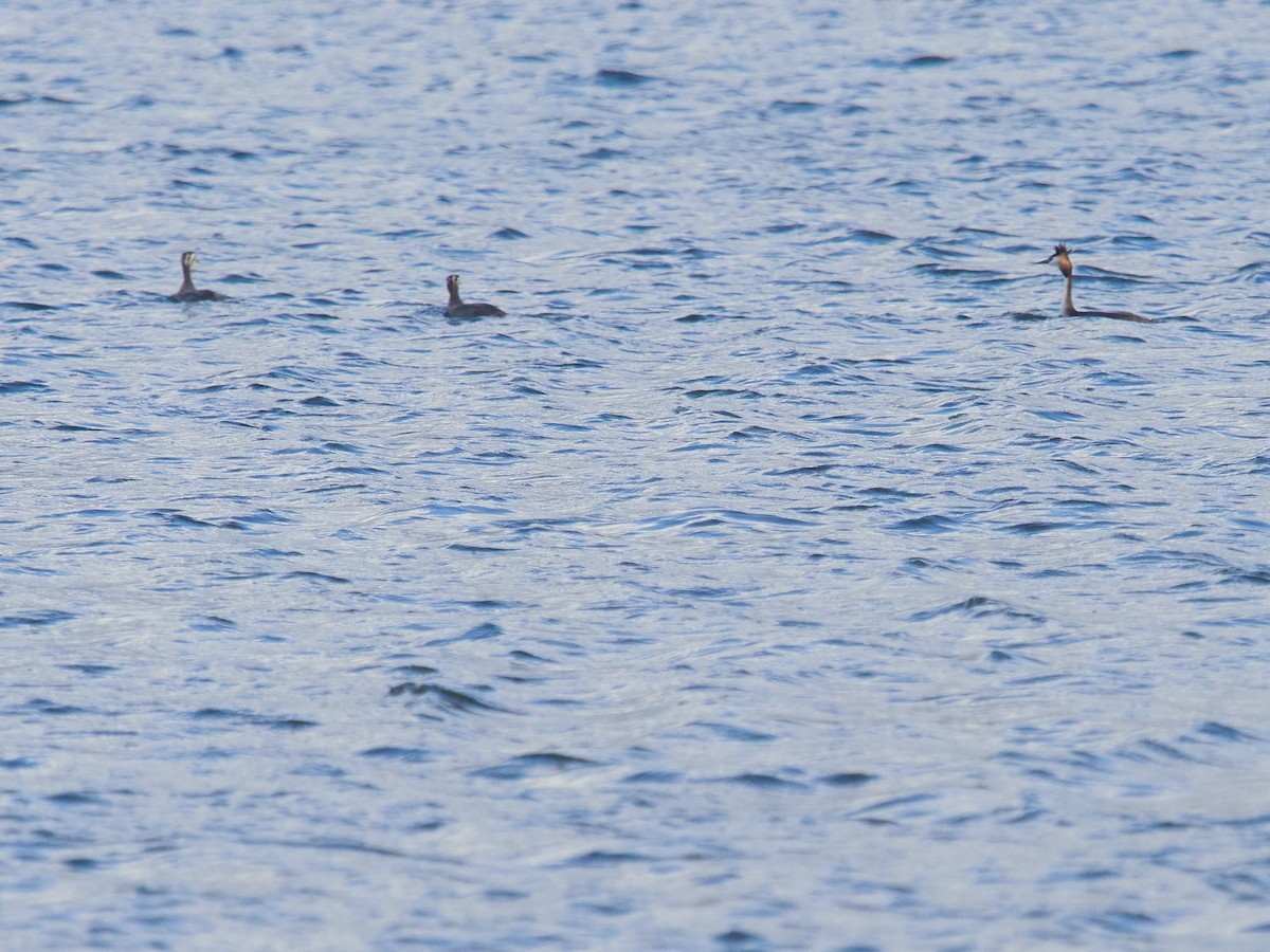 Great Crested Grebe - ML349456141