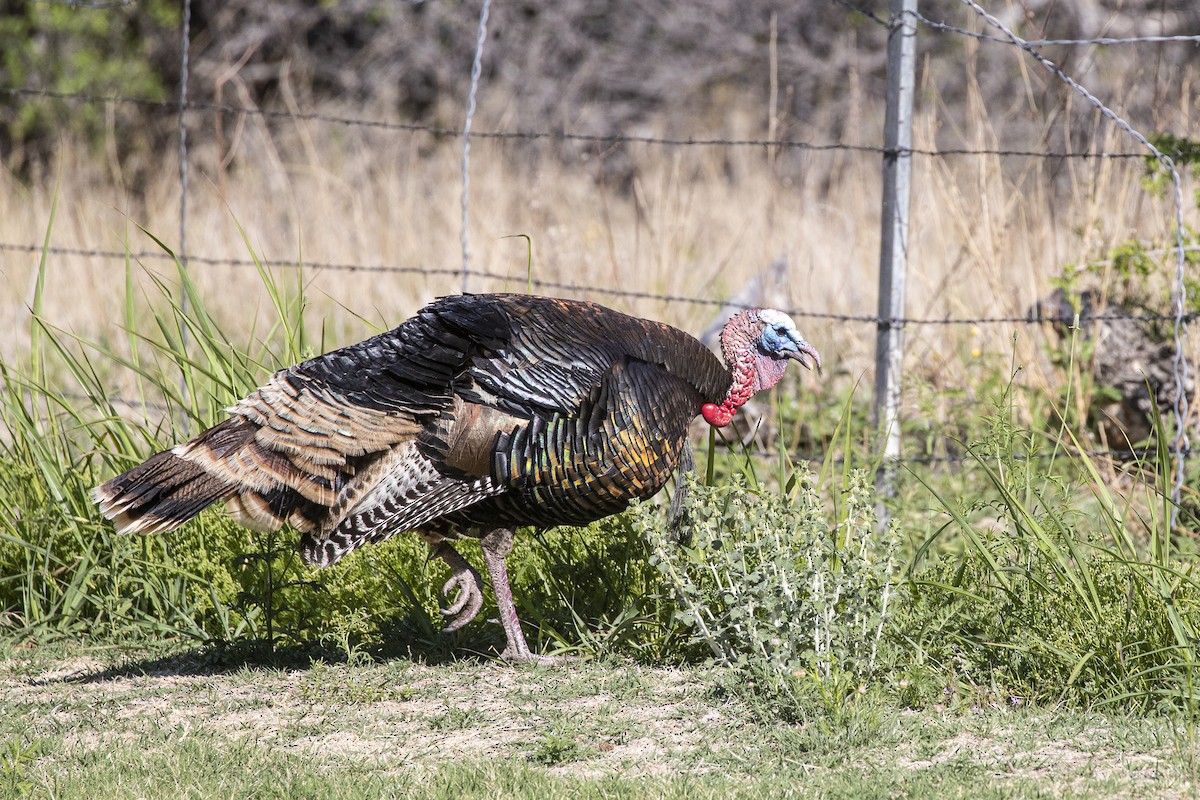 Wild Turkey - Michael Henry