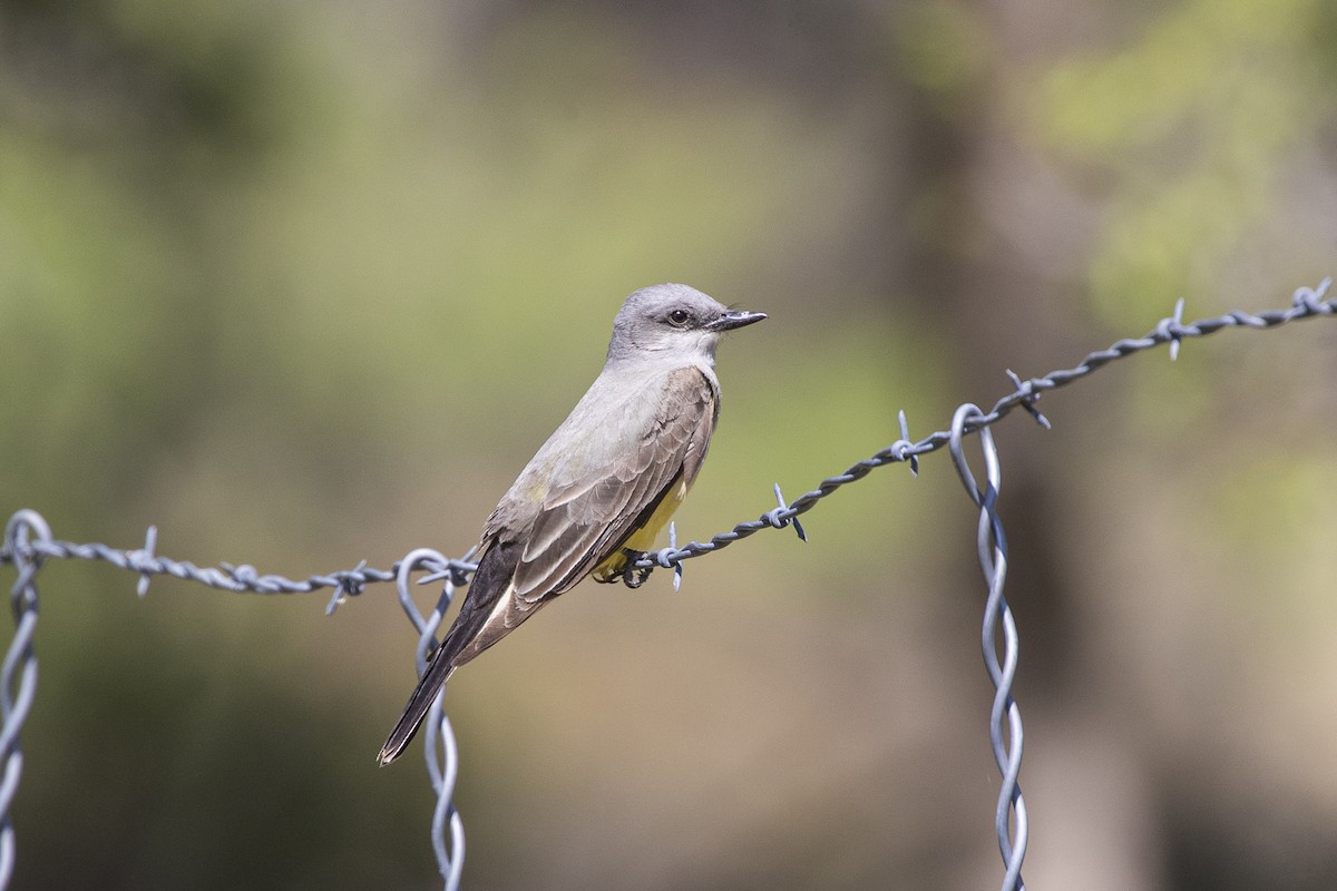 Cassin's Kingbird - ML349456711