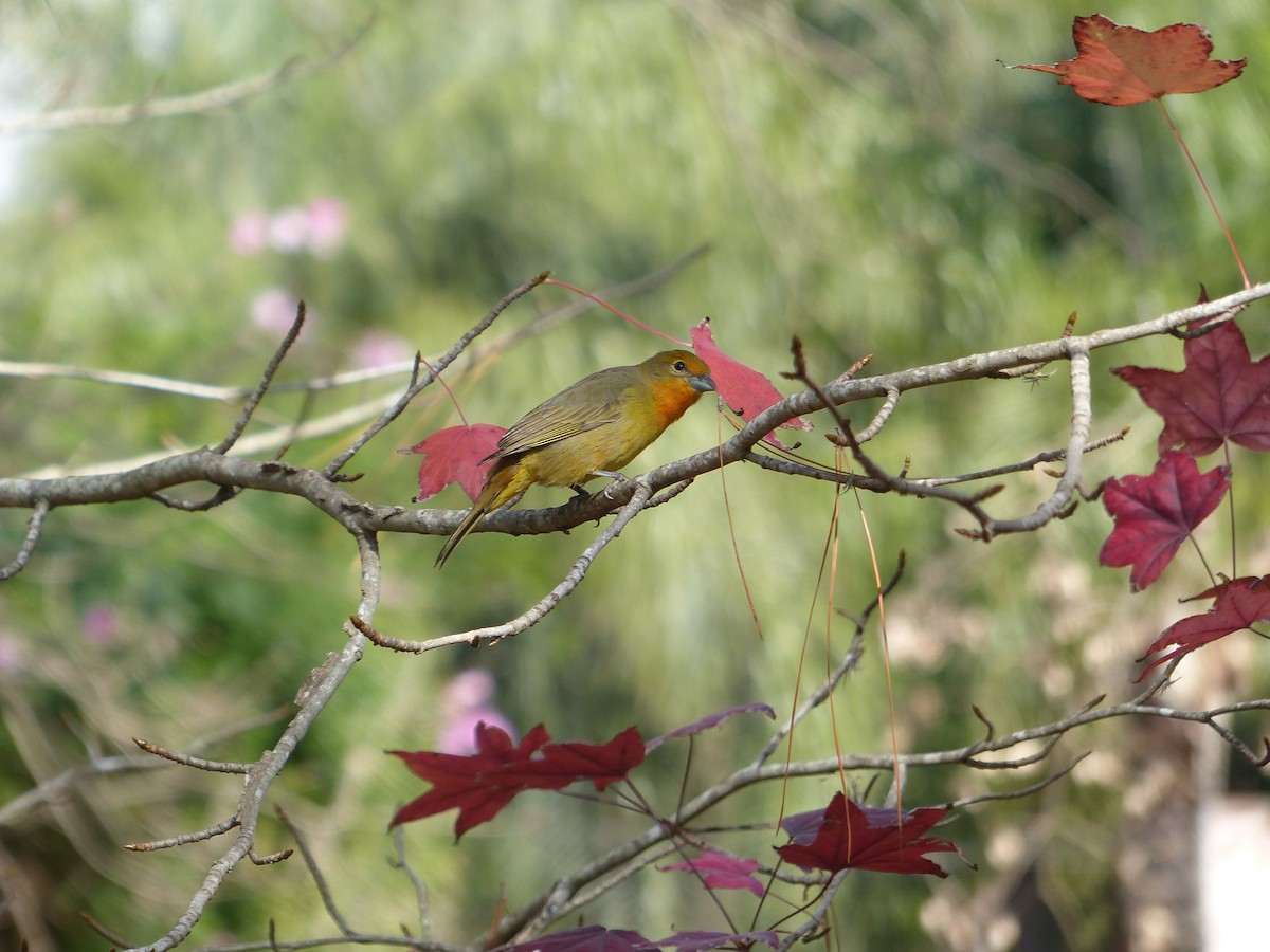 Hepatic Tanager - ML349457581