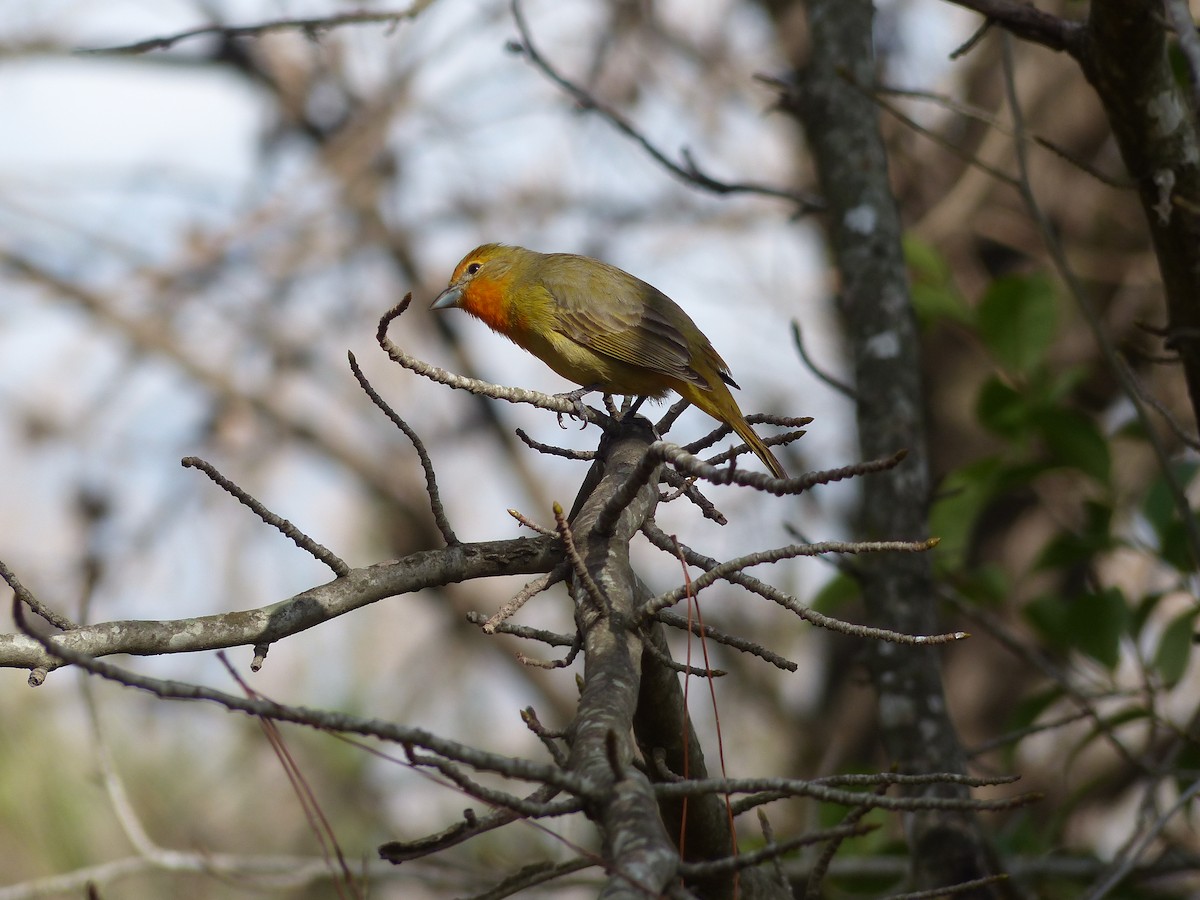 Hepatic Tanager - ML349457761