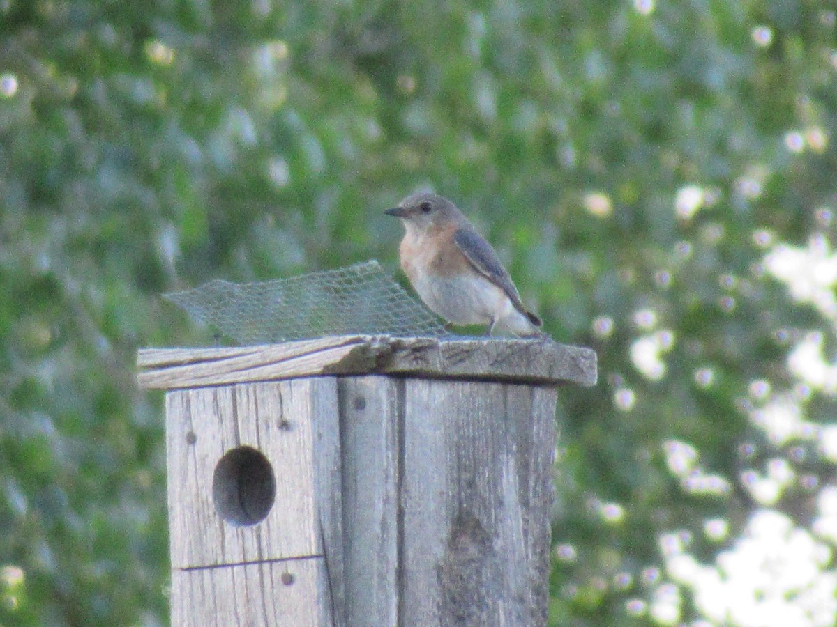 Eastern Bluebird - ML349458641