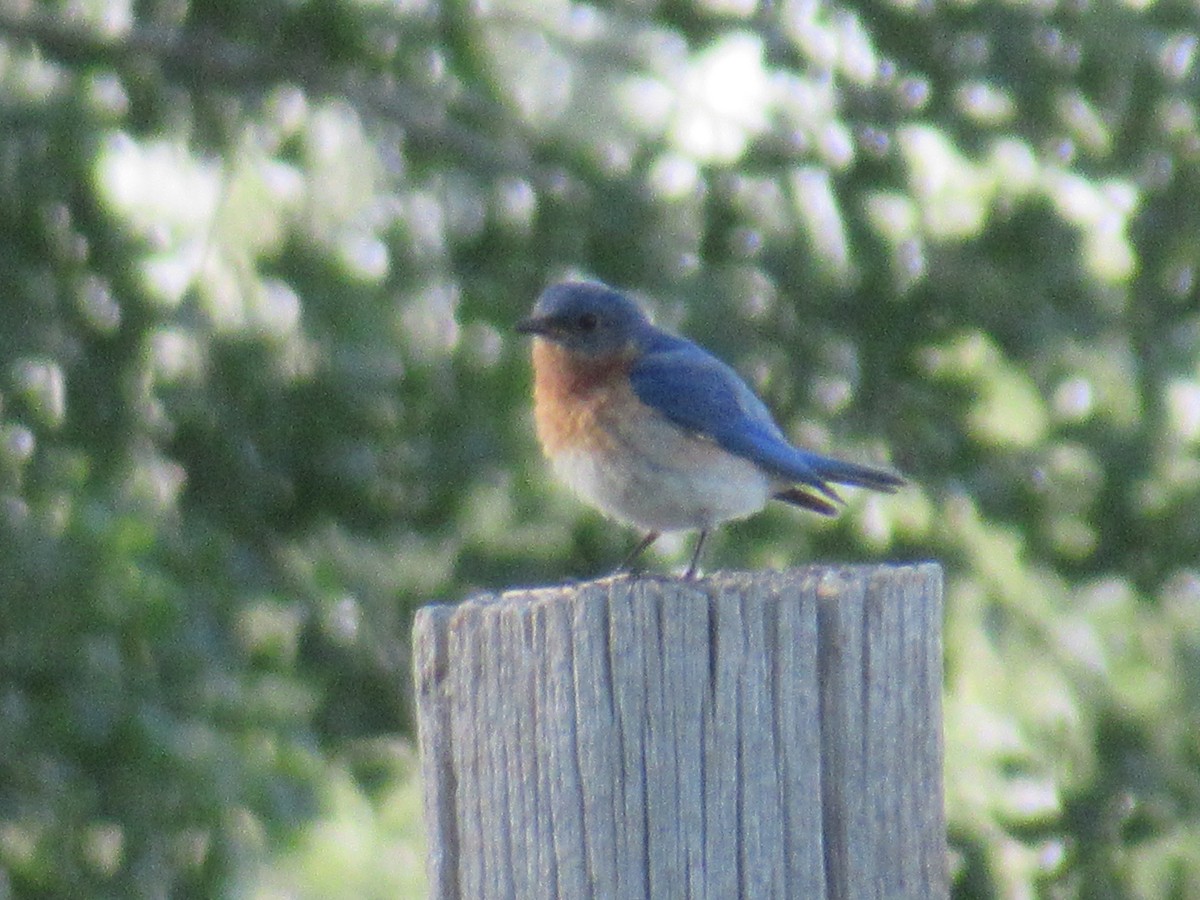 Eastern Bluebird - ML349458711