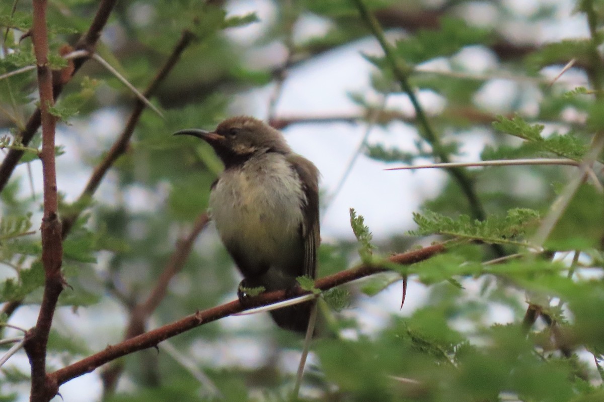 Violet-breasted Sunbird - ML349458791