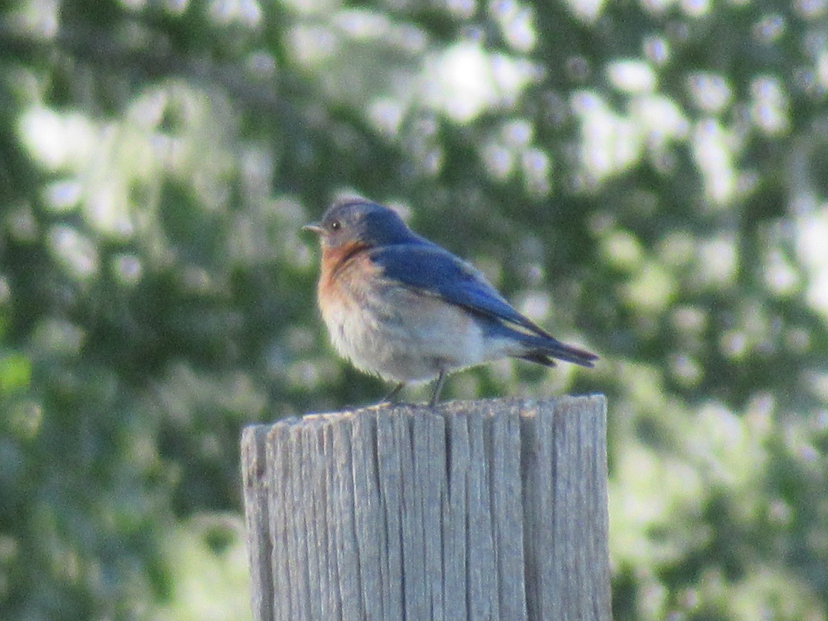 Eastern Bluebird - ML349459111