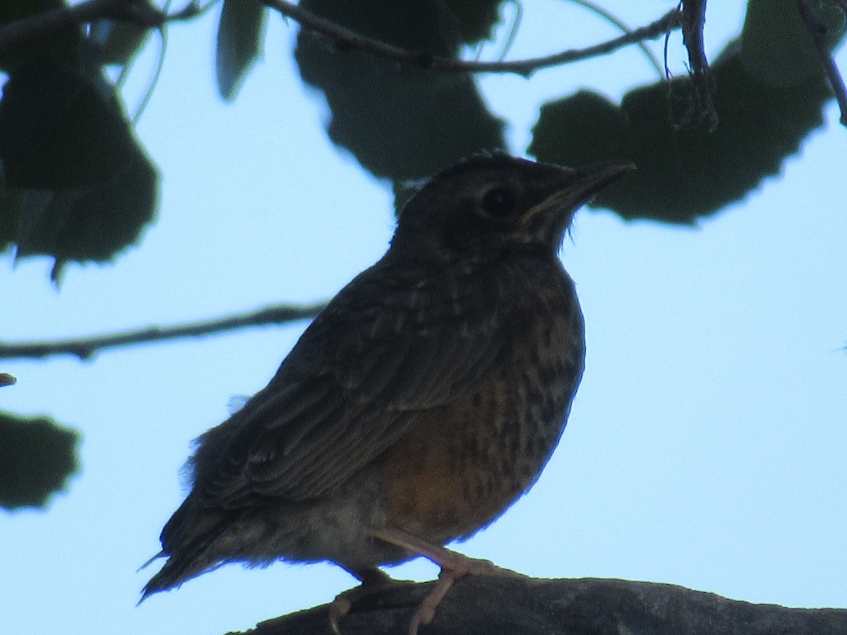 American Robin - ML349459581