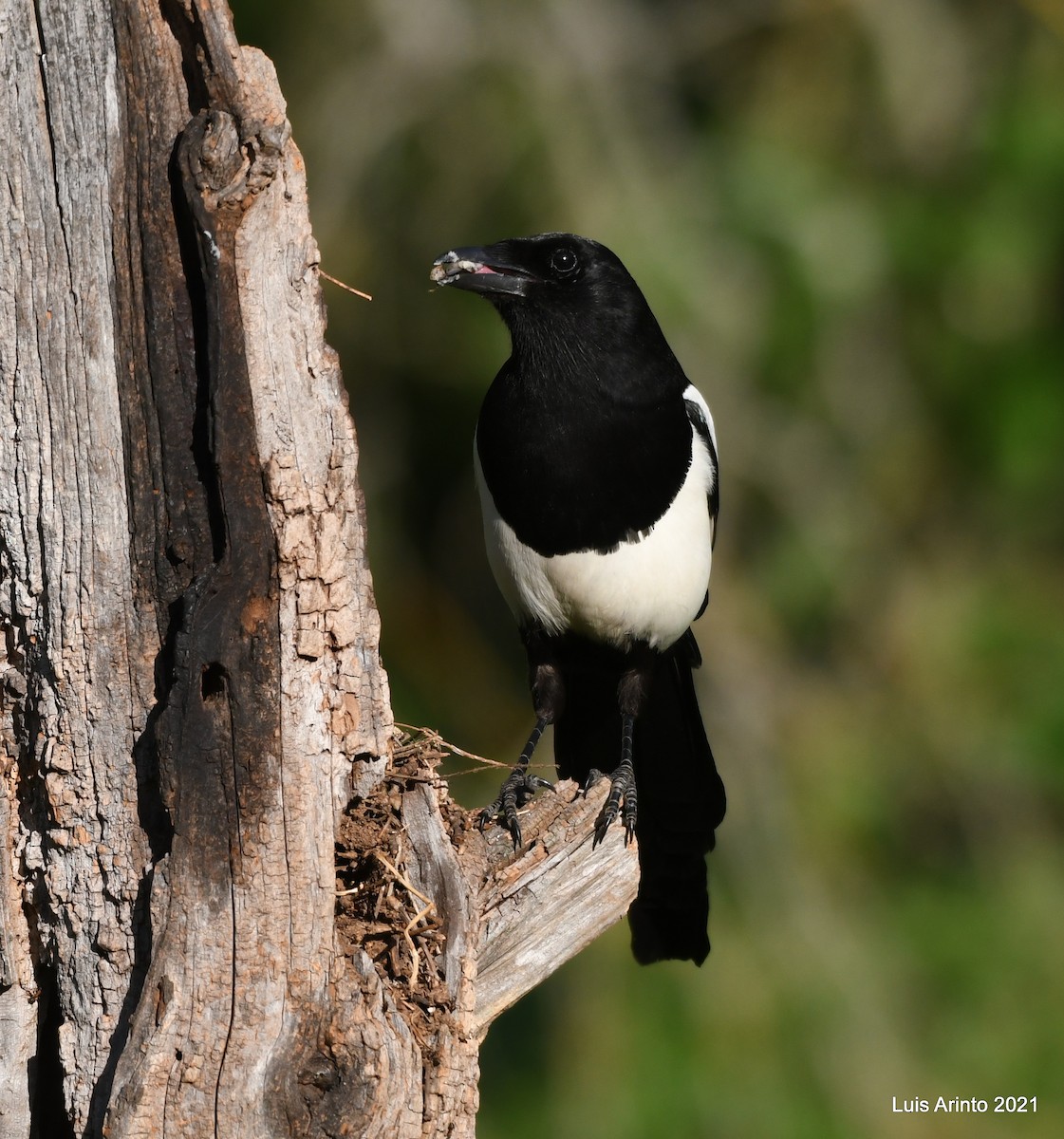 Eurasian Magpie - ML349459791