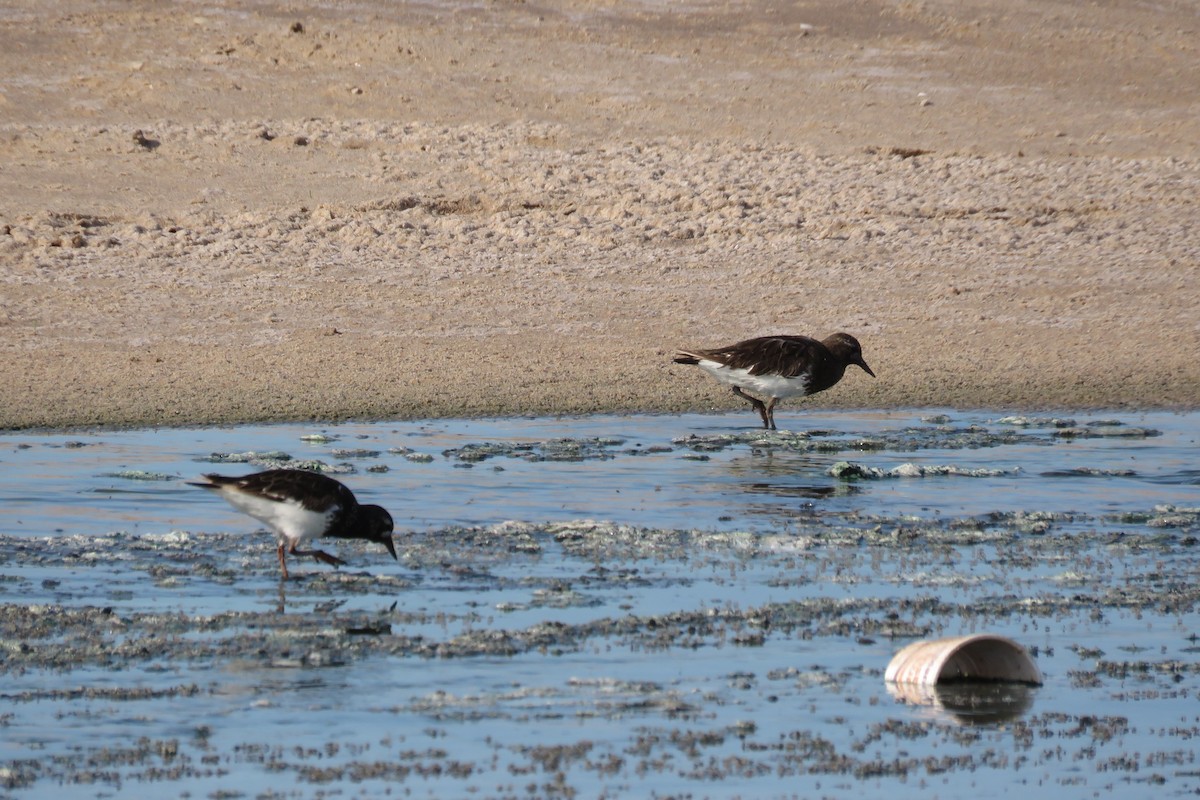 Black Turnstone - ML349460101