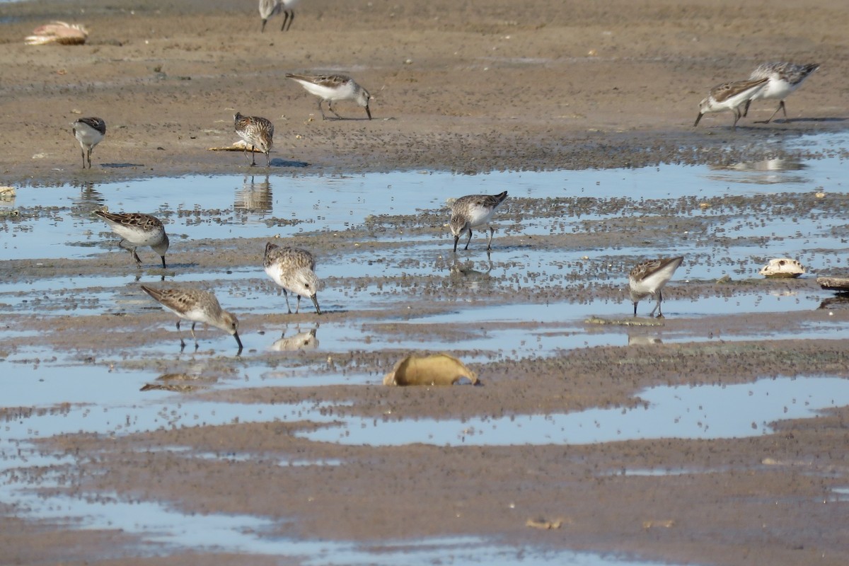 Western Sandpiper - ML349460361