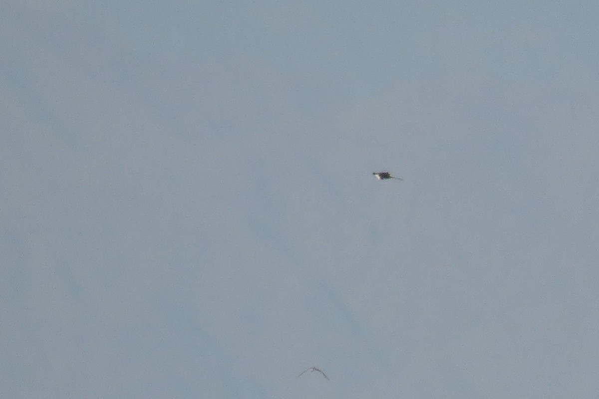 Magnificent Frigatebird - ML349460391