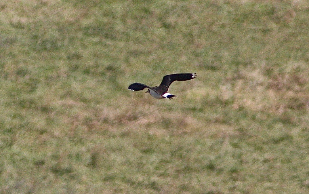 Northern Lapwing - ML349461361