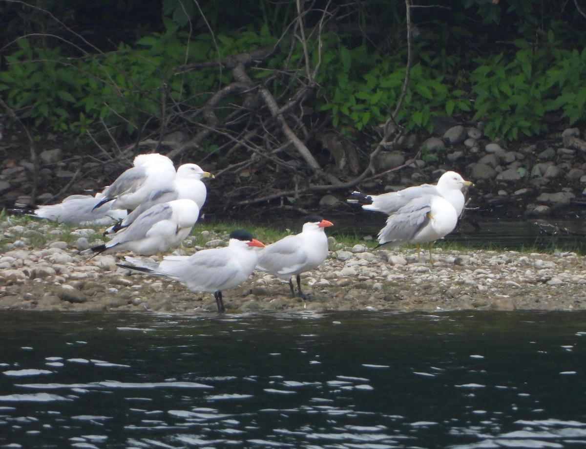 Caspian Tern - ML349462201