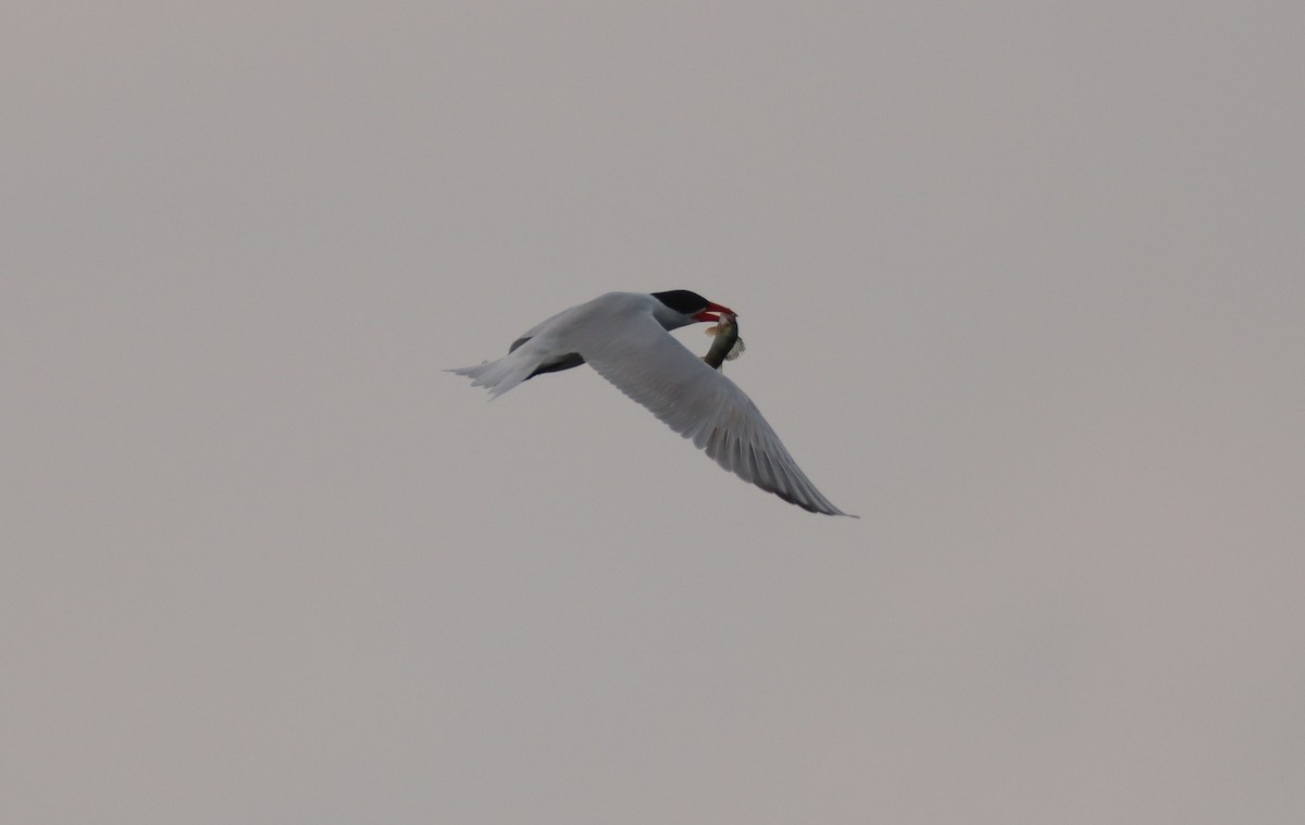 Caspian Tern - ML349462291