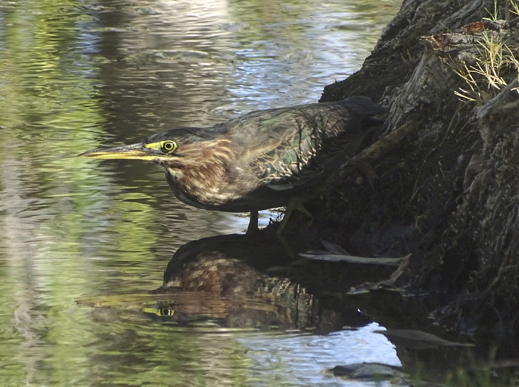 Green Heron - ML34946431