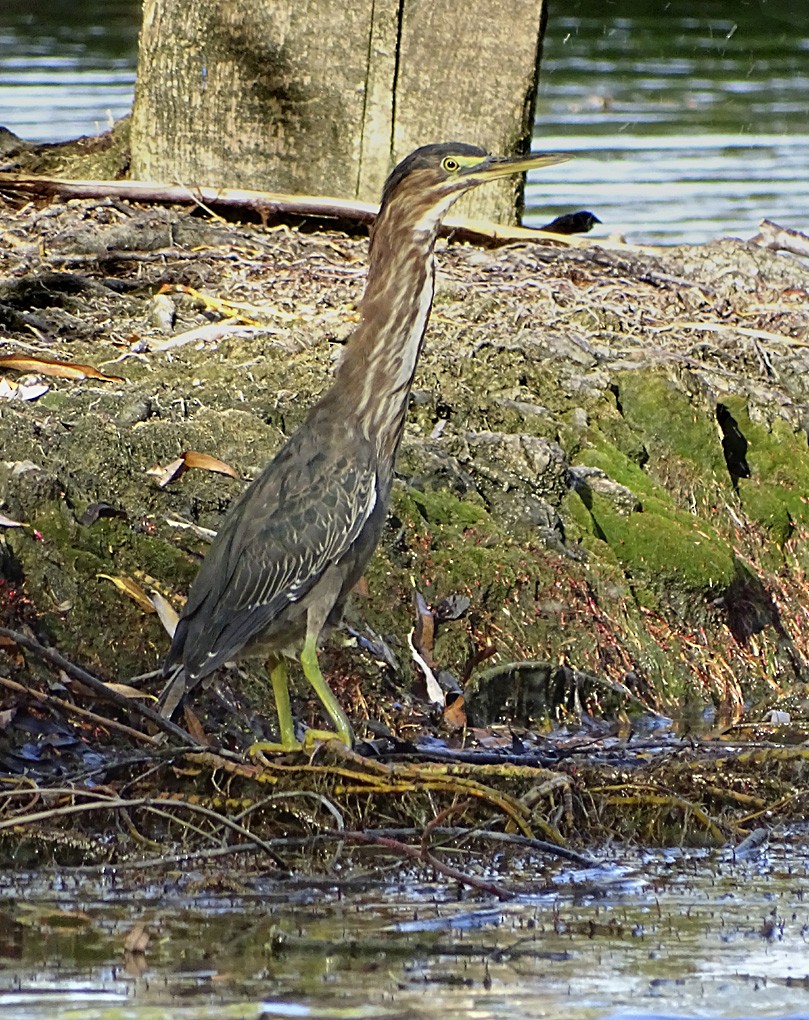 Green Heron - ML34946461