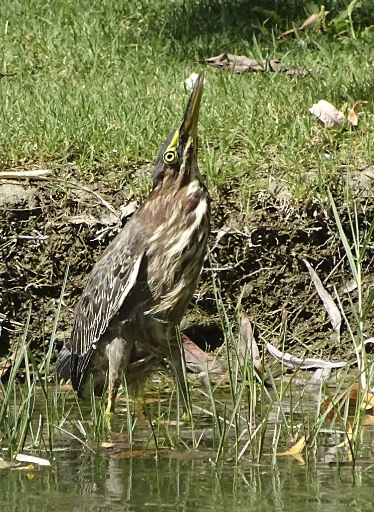 Green Heron - ML34946471