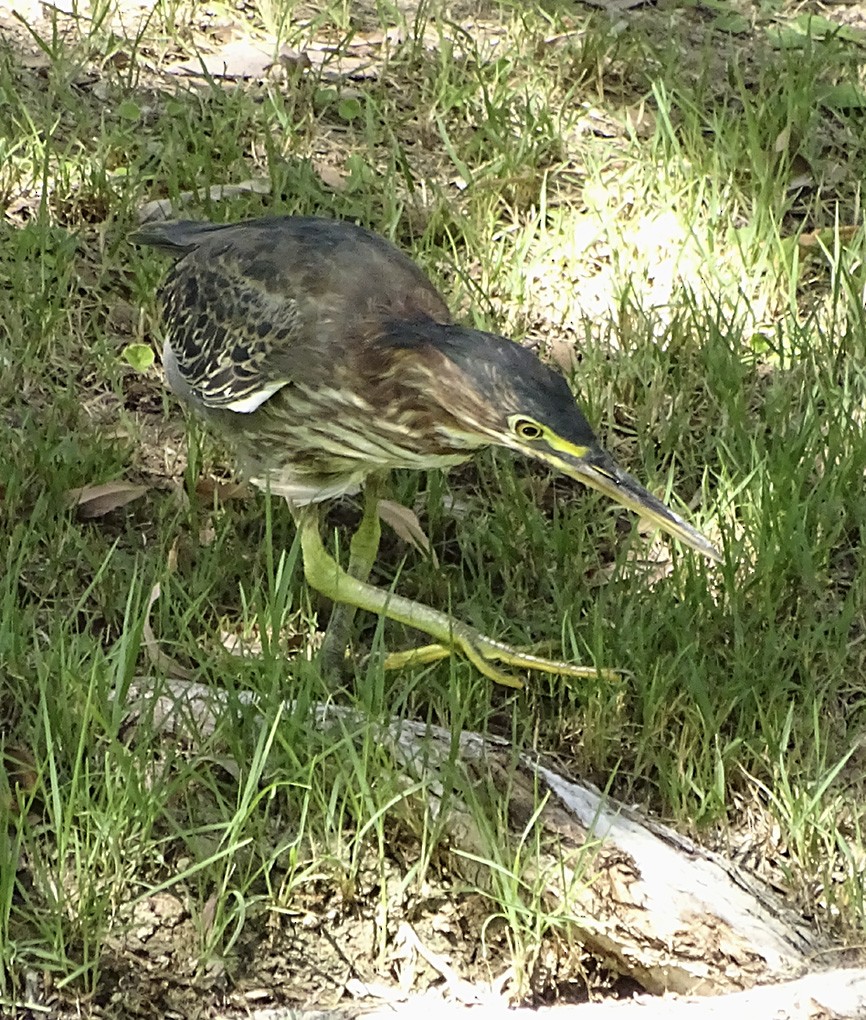 Green Heron - Nancy Overholtz