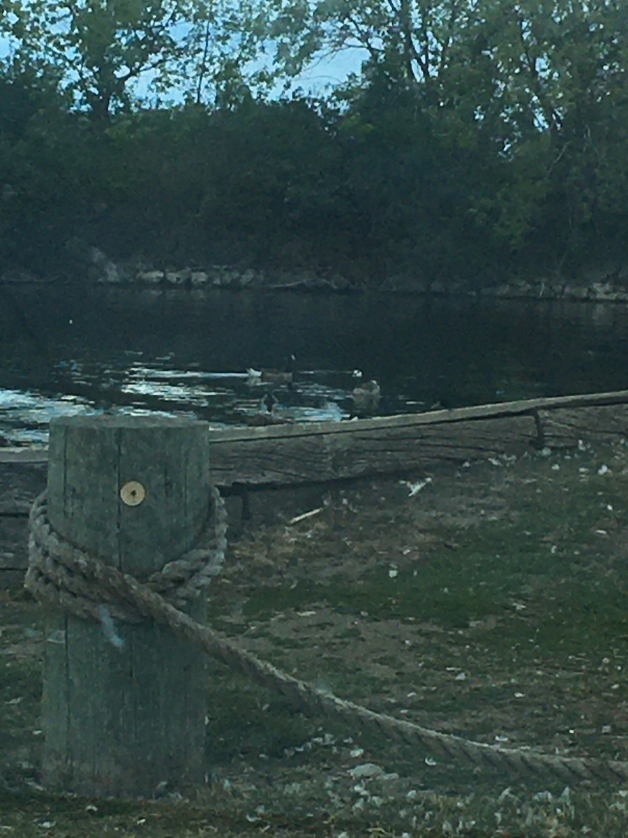 husa/husice/berneška sp. - ML349466471