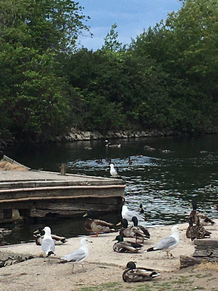 husa/husice/berneška sp. - ML349466491