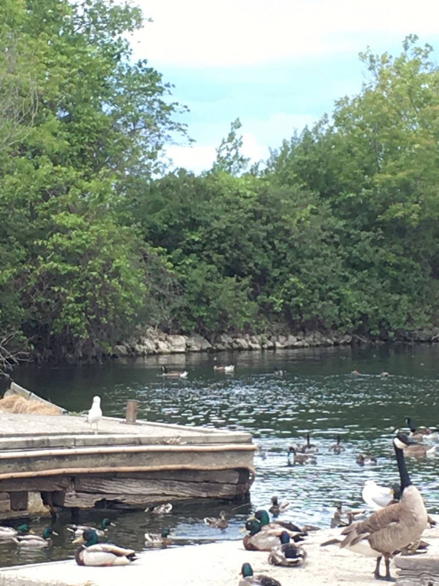 husa/husice/berneška sp. - ML349466531