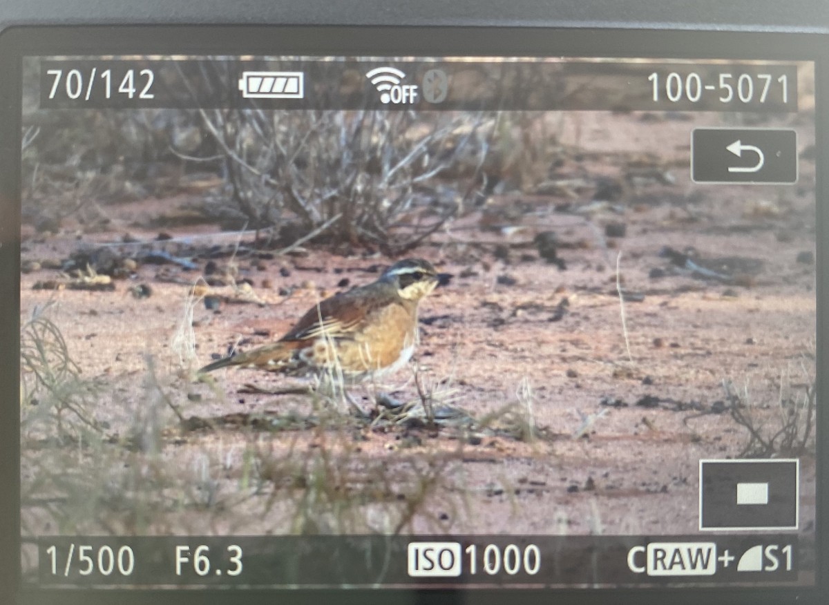 Chestnut-breasted Quail-thrush - ML349466591