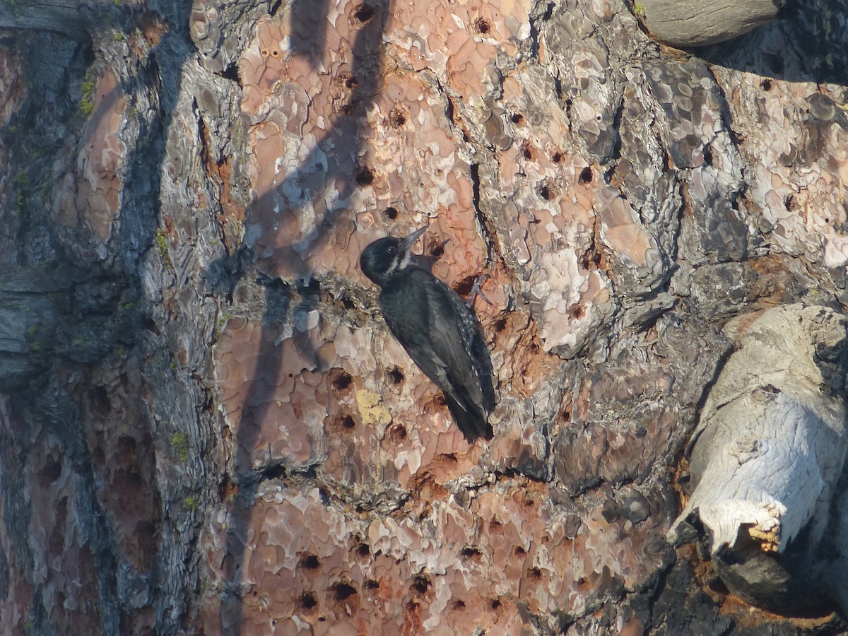 Black-backed Woodpecker - ML349467121