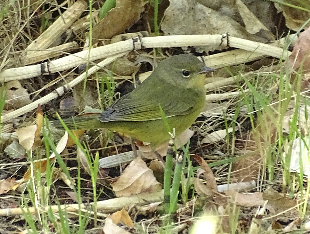 Mourning Warbler - Nancy Overholtz