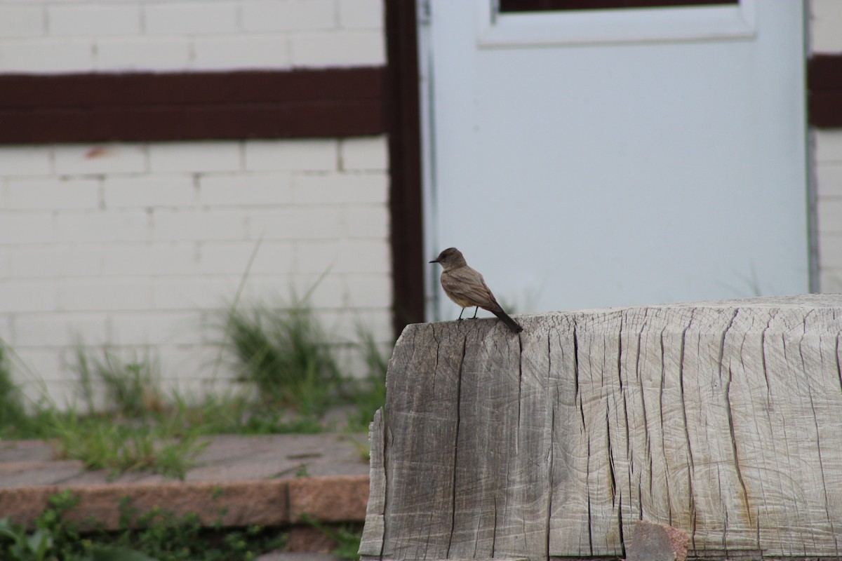 Say's Phoebe - ML349469071