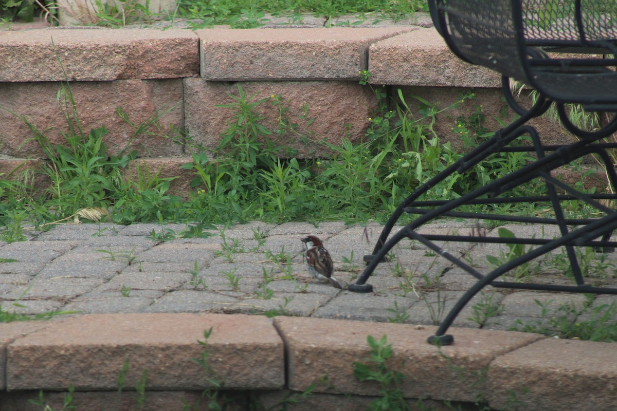 House Sparrow - ML349469081