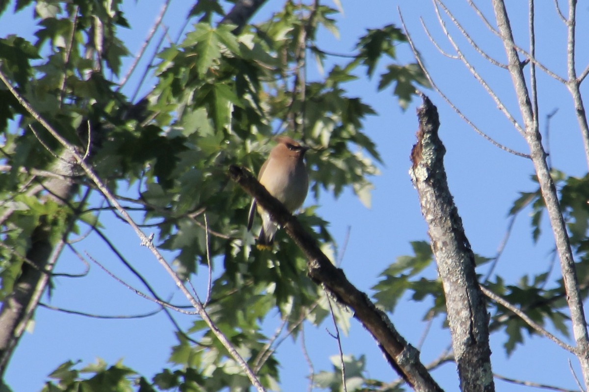 Cedar Waxwing - ML349469131