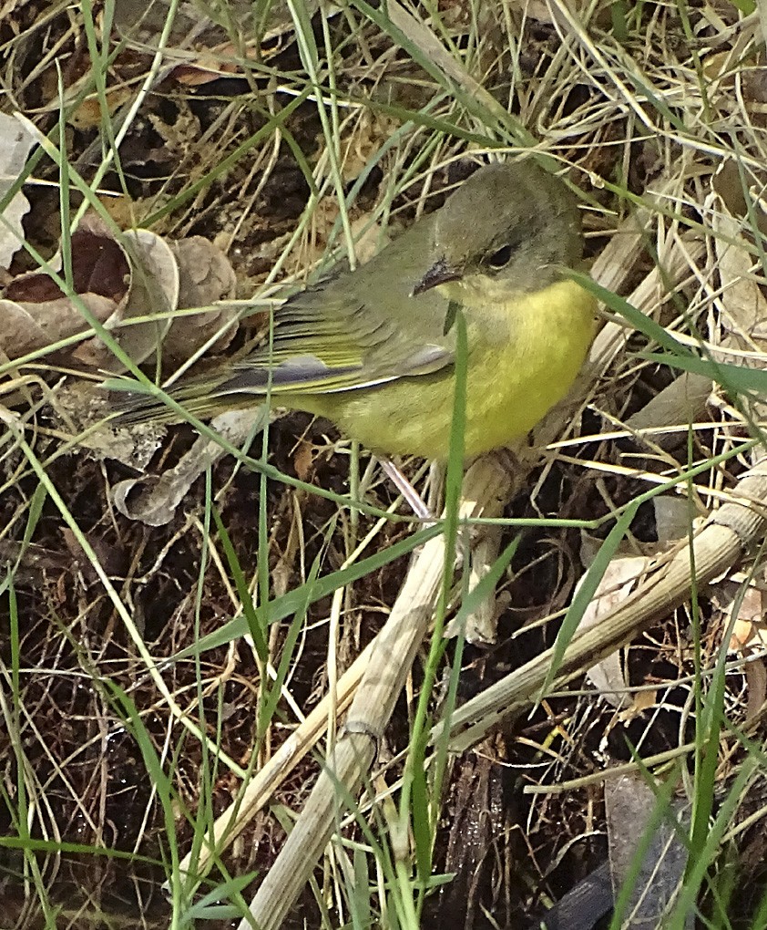 Mourning Warbler - Nancy Overholtz