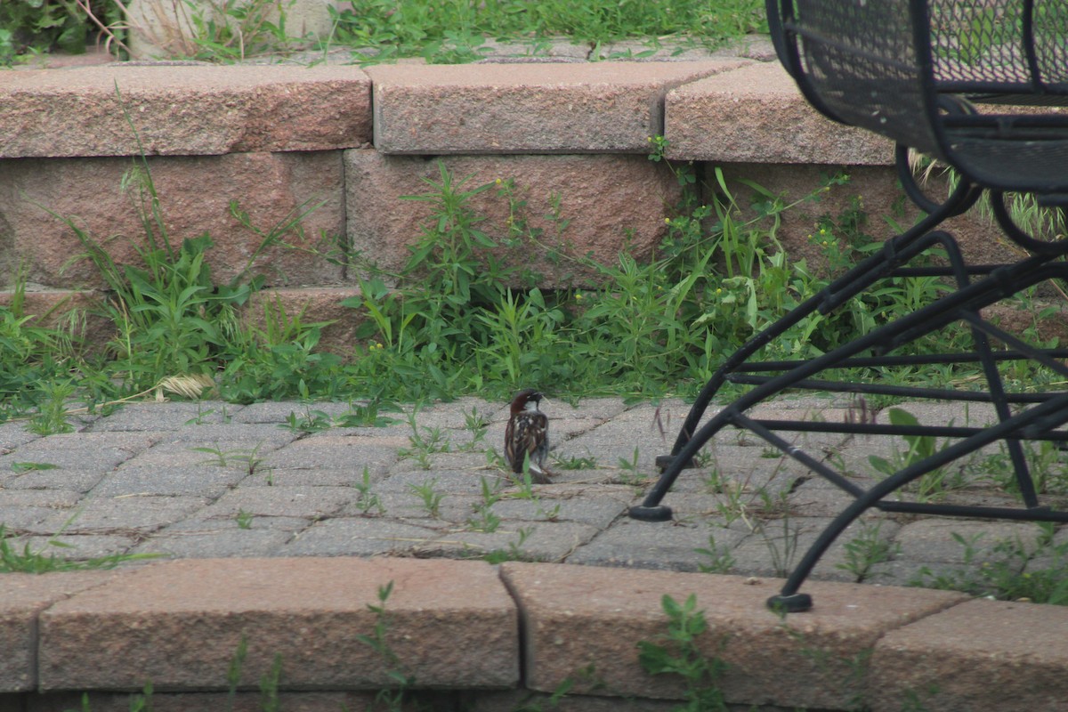 House Sparrow - ML349469231