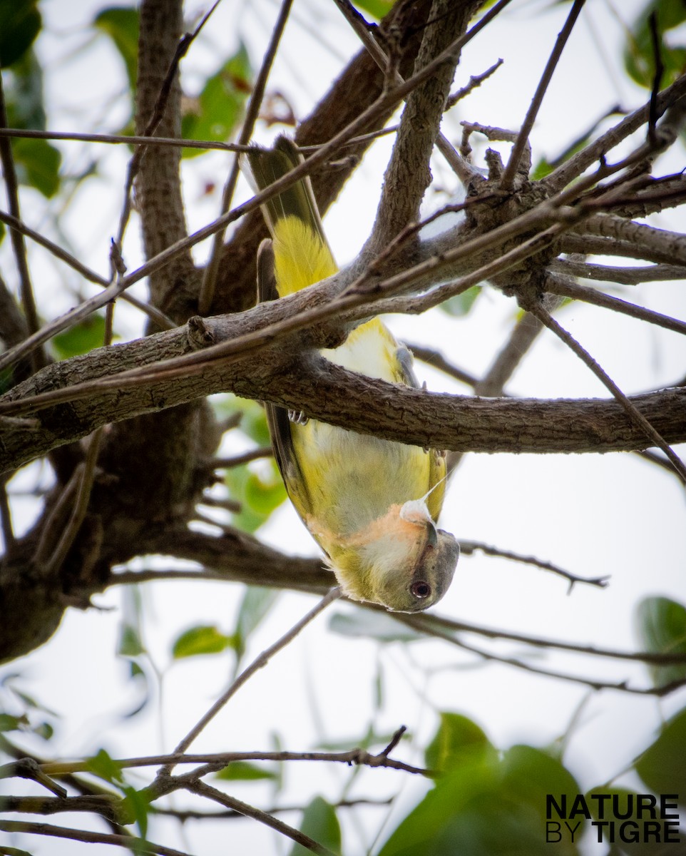 gulsidevireo - ML349471891