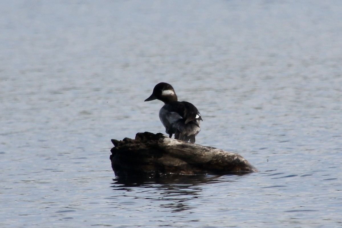 Bufflehead - ML349472381