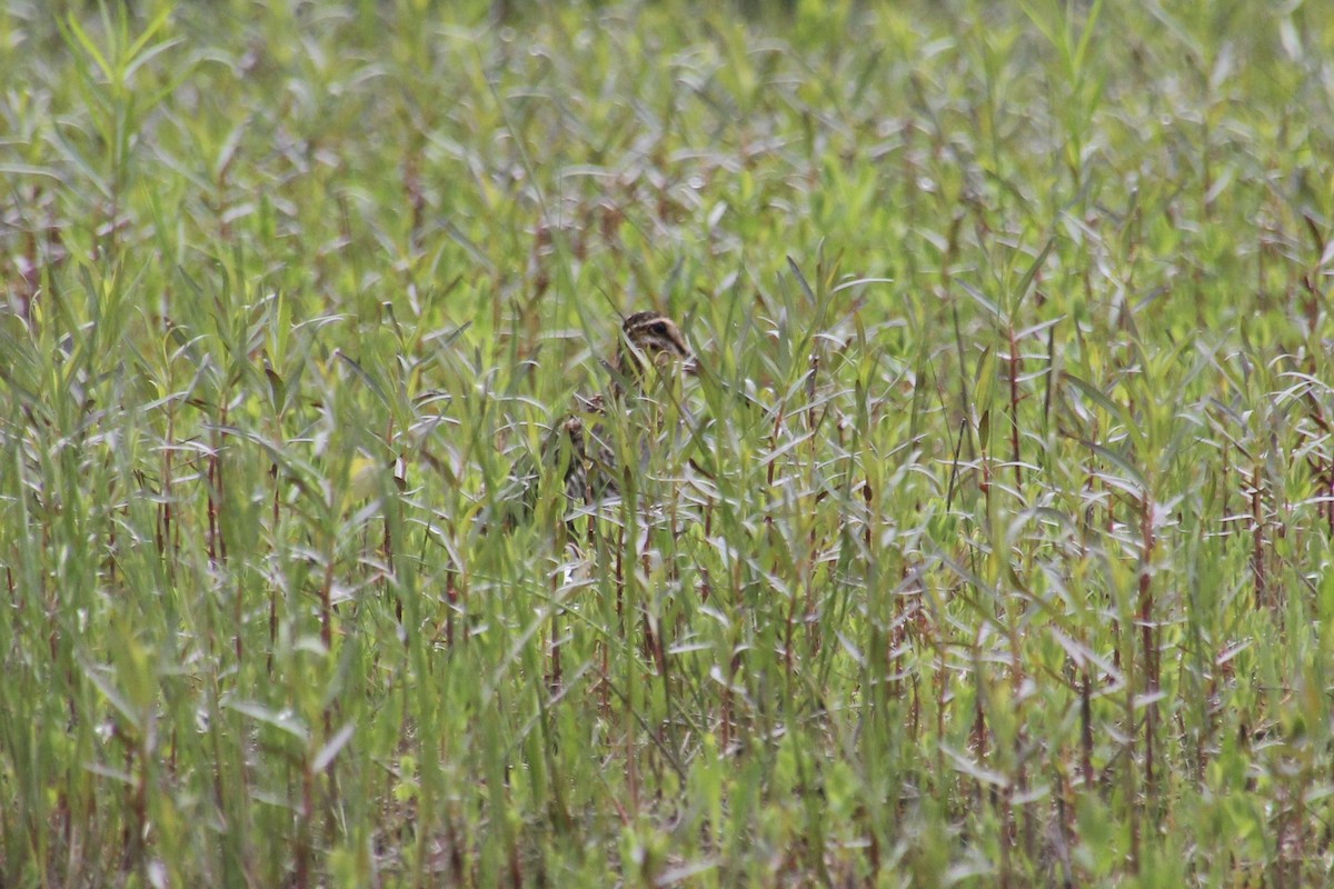 Wilson's Snipe - ML349472771