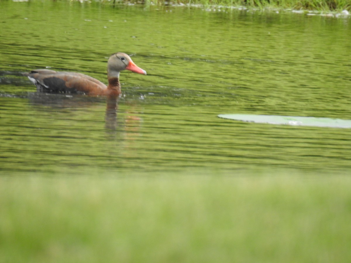 Black-bellied Whistling-Duck - ML349472821