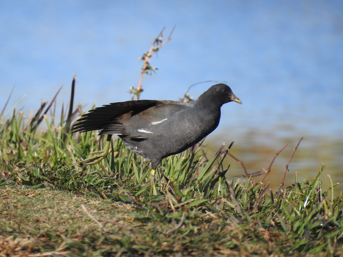 Gallinule d'Amérique - ML349474731