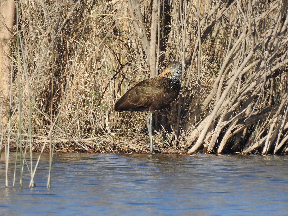 Limpkin - ML349474901