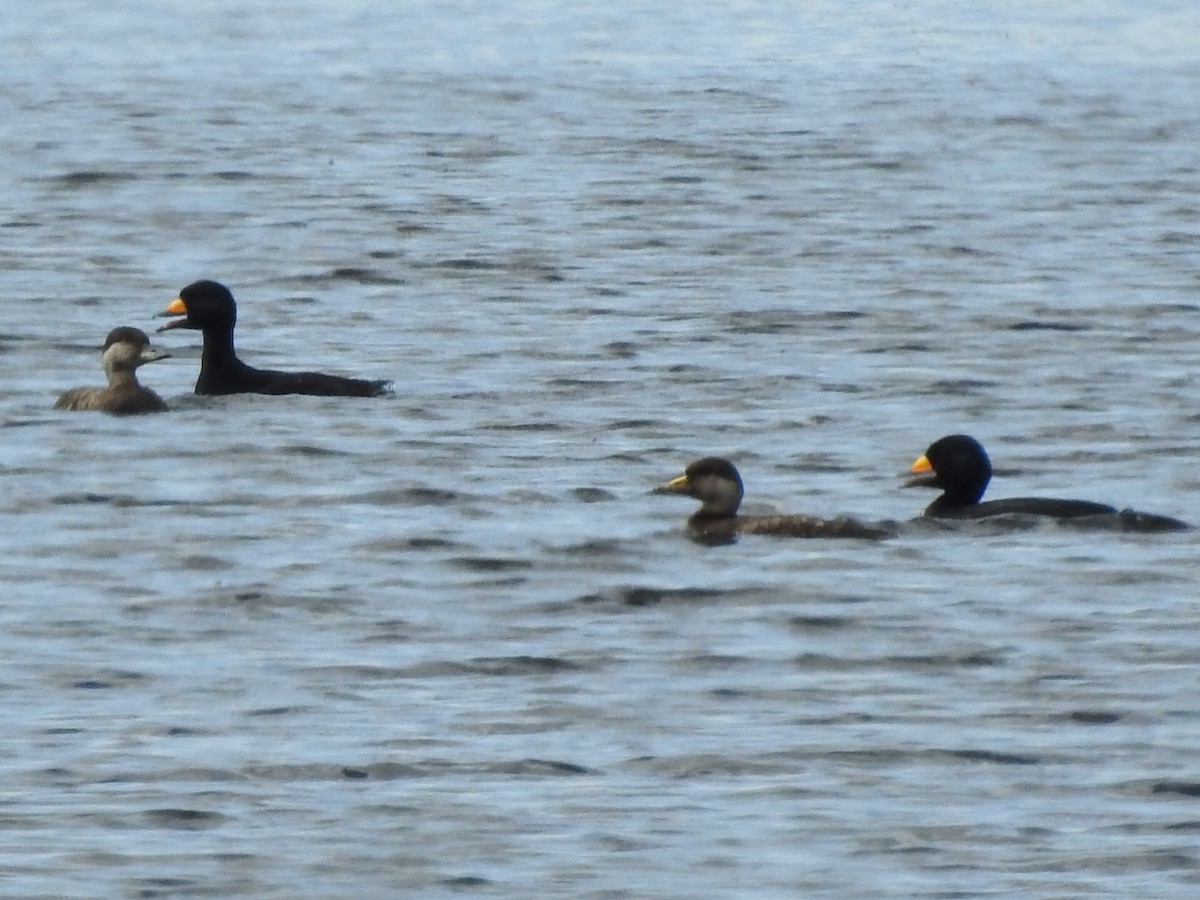 Black Scoter - Daniel Nelson