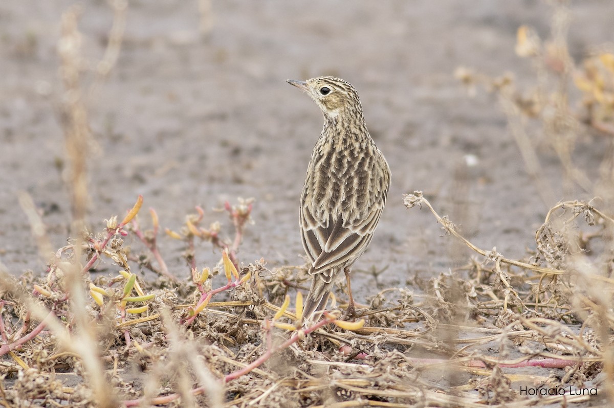 Short-billed Pipit - Horacio Luna