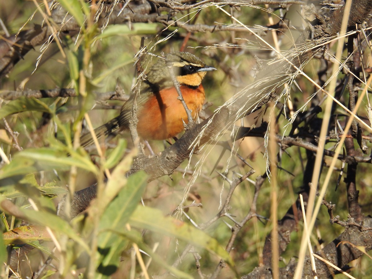 Olivscheitel-Bandvogel - ML349475131