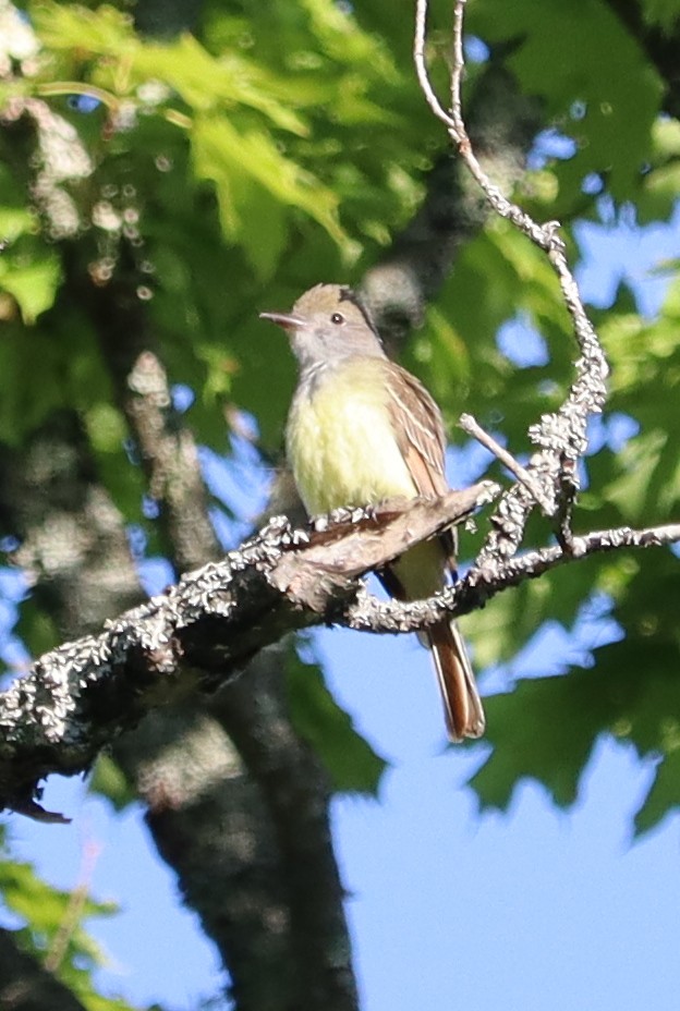 Great Crested Flycatcher - ML349475531