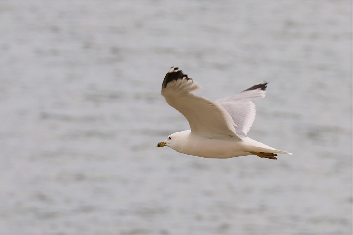 Ring-billed Gull - ML349475671