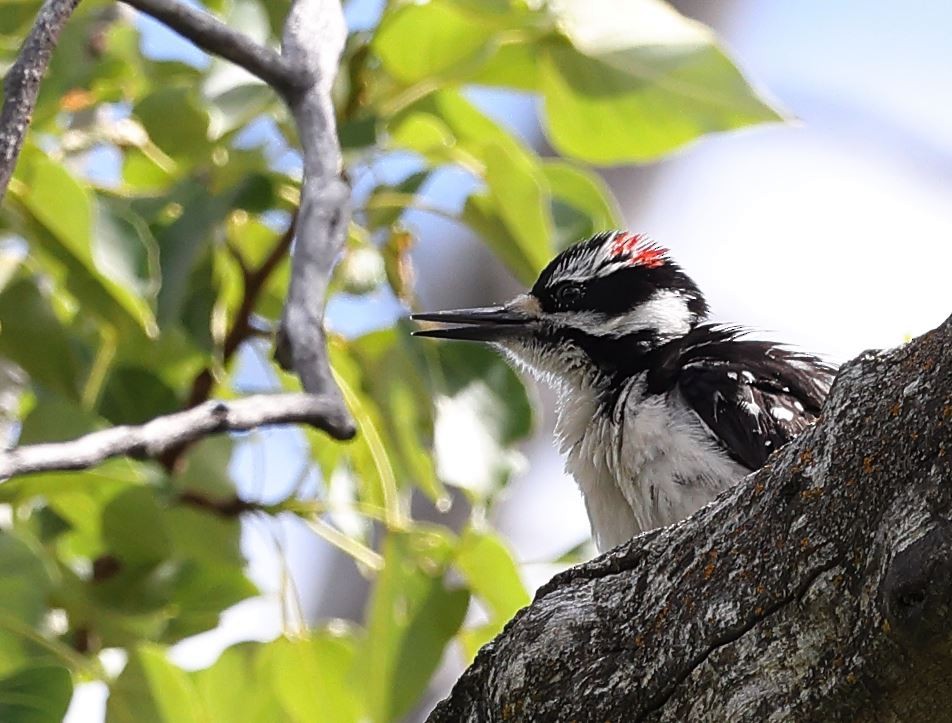 Hairy Woodpecker - ML349475731